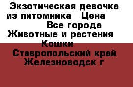 Экзотическая девочка из питомника › Цена ­ 25 000 - Все города Животные и растения » Кошки   . Ставропольский край,Железноводск г.